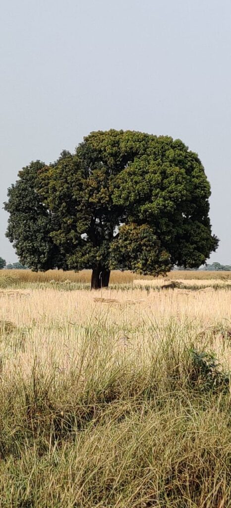 paan singh tomar dethpoint